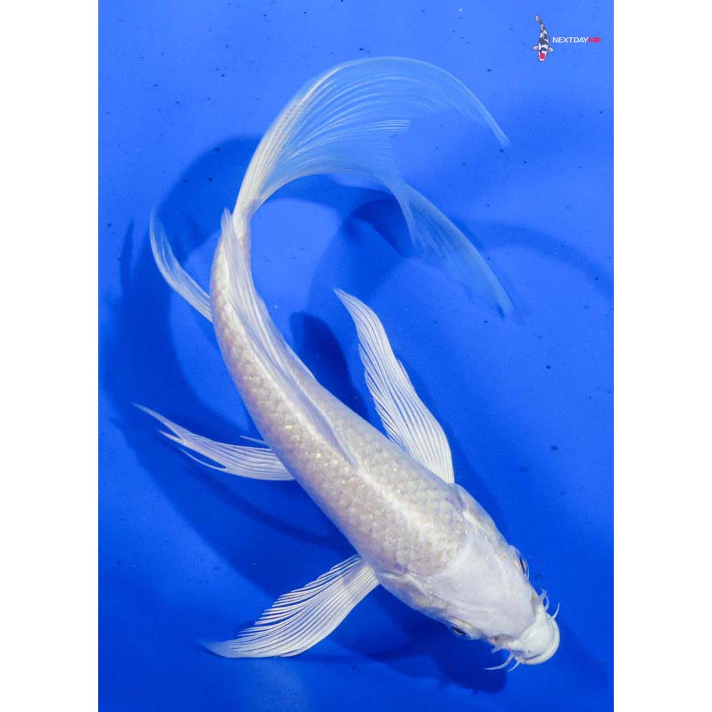 6.5” Imported Platinum Ogon Butterfly Koi