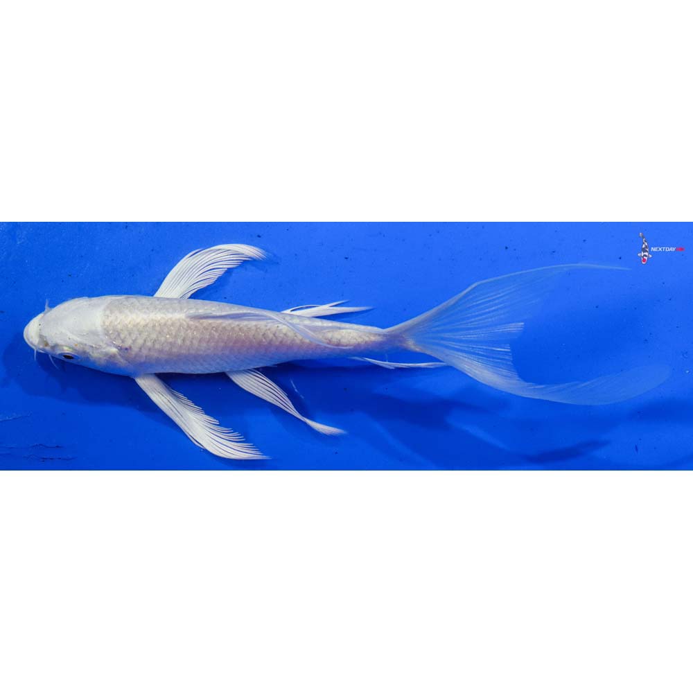 6.5” Imported Platinum Ogon Butterfly Koi