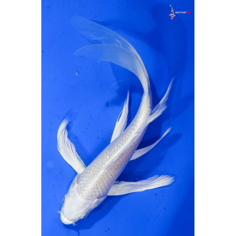6.5” Imported Platinum Ogon Butterfly Koi