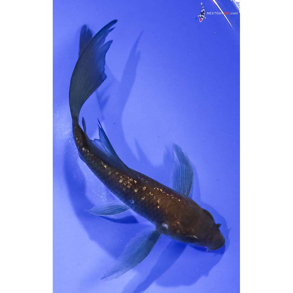4” Imported Gin Rin Chagoi Butterfly Koi