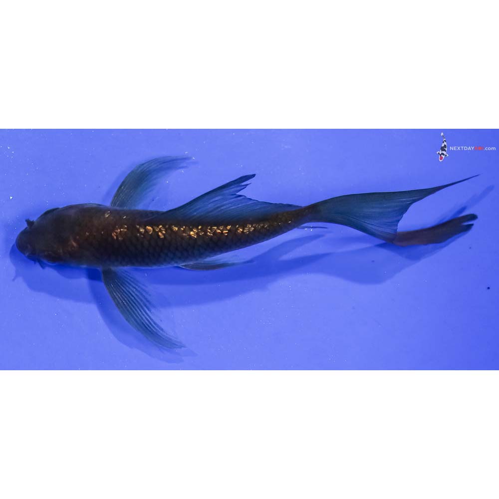 4” Imported Gin Rin Chagoi Butterfly Koi