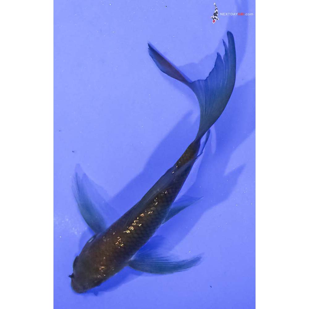 4” Imported Gin Rin Chagoi Butterfly Koi