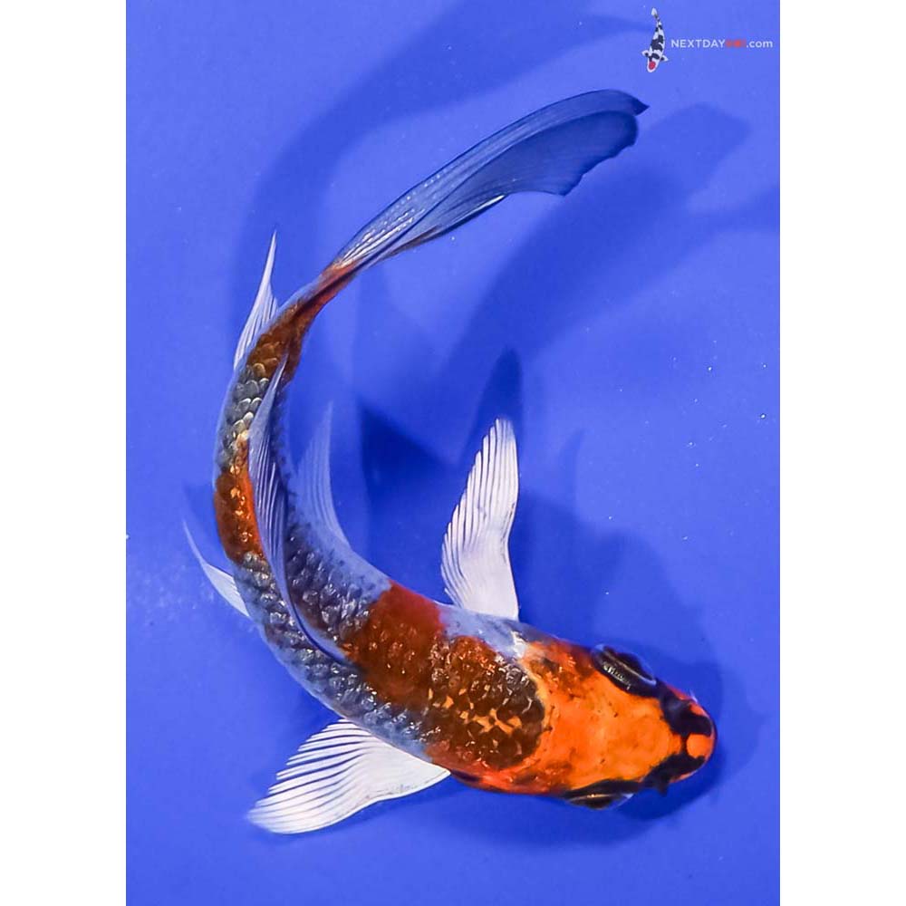 4” Imported Gin Rin Kujaku Butterfly Koi
