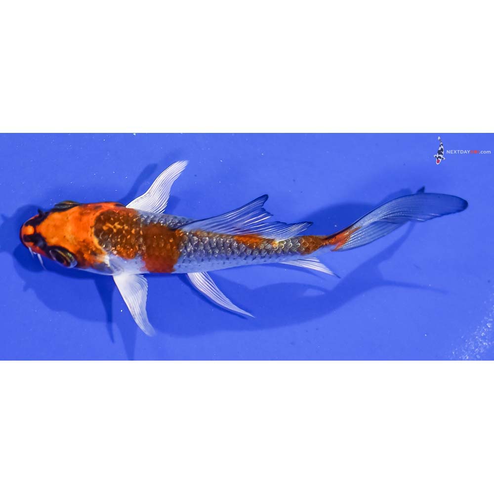 4” Imported Gin Rin Kujaku Butterfly Koi