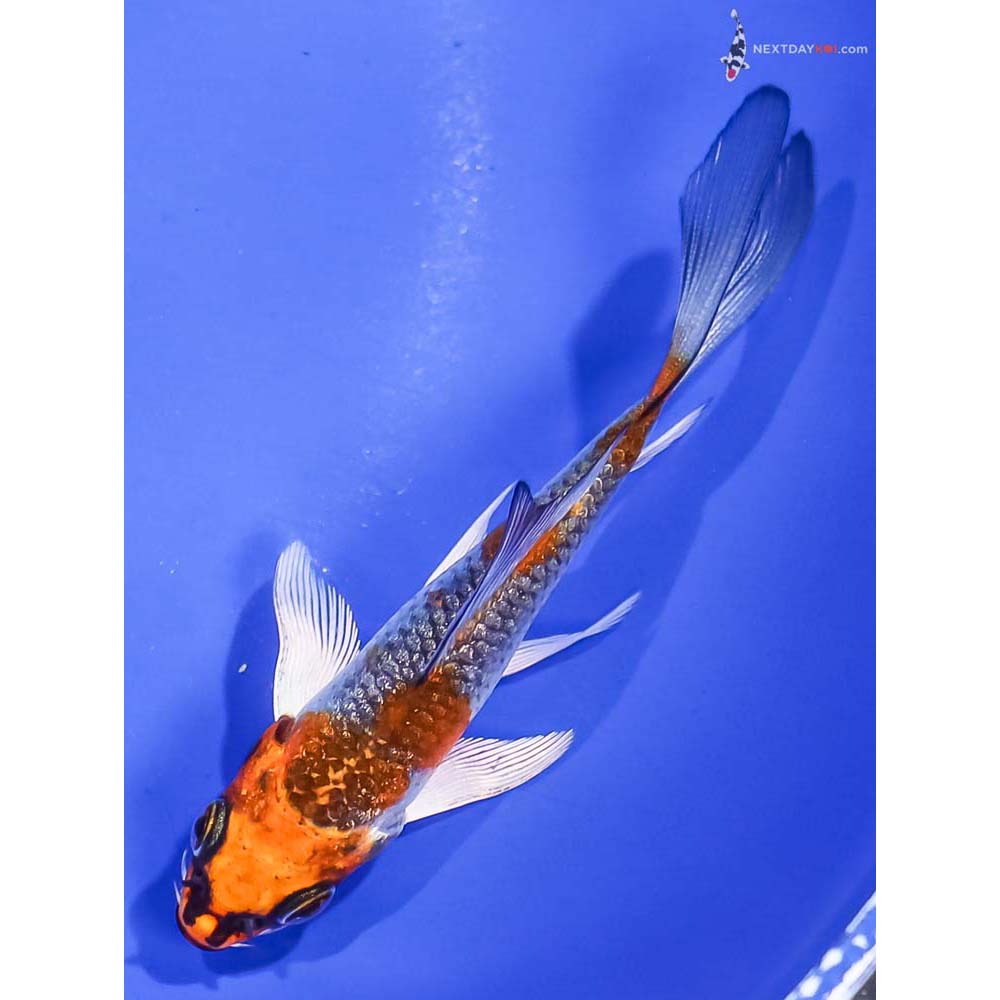 4” Imported Gin Rin Kujaku Butterfly Koi