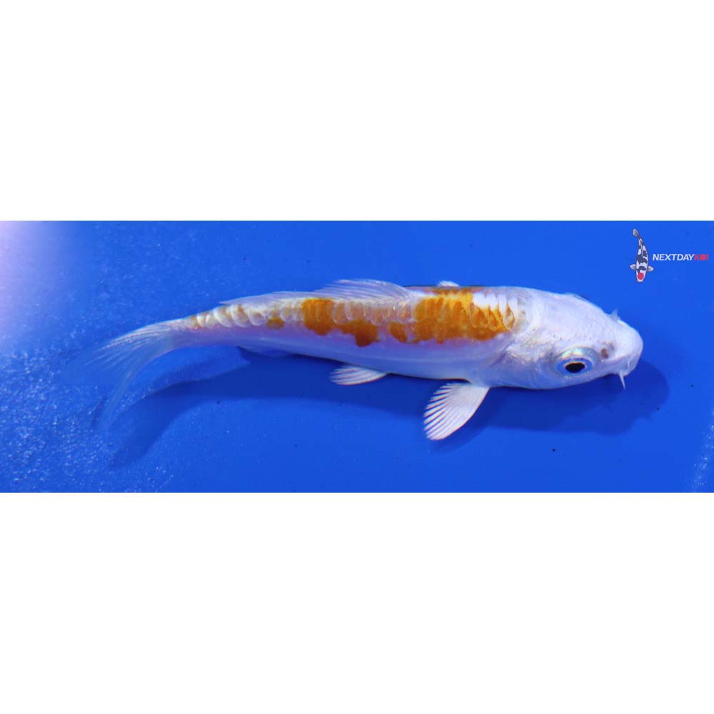 3” Imported Kikusui