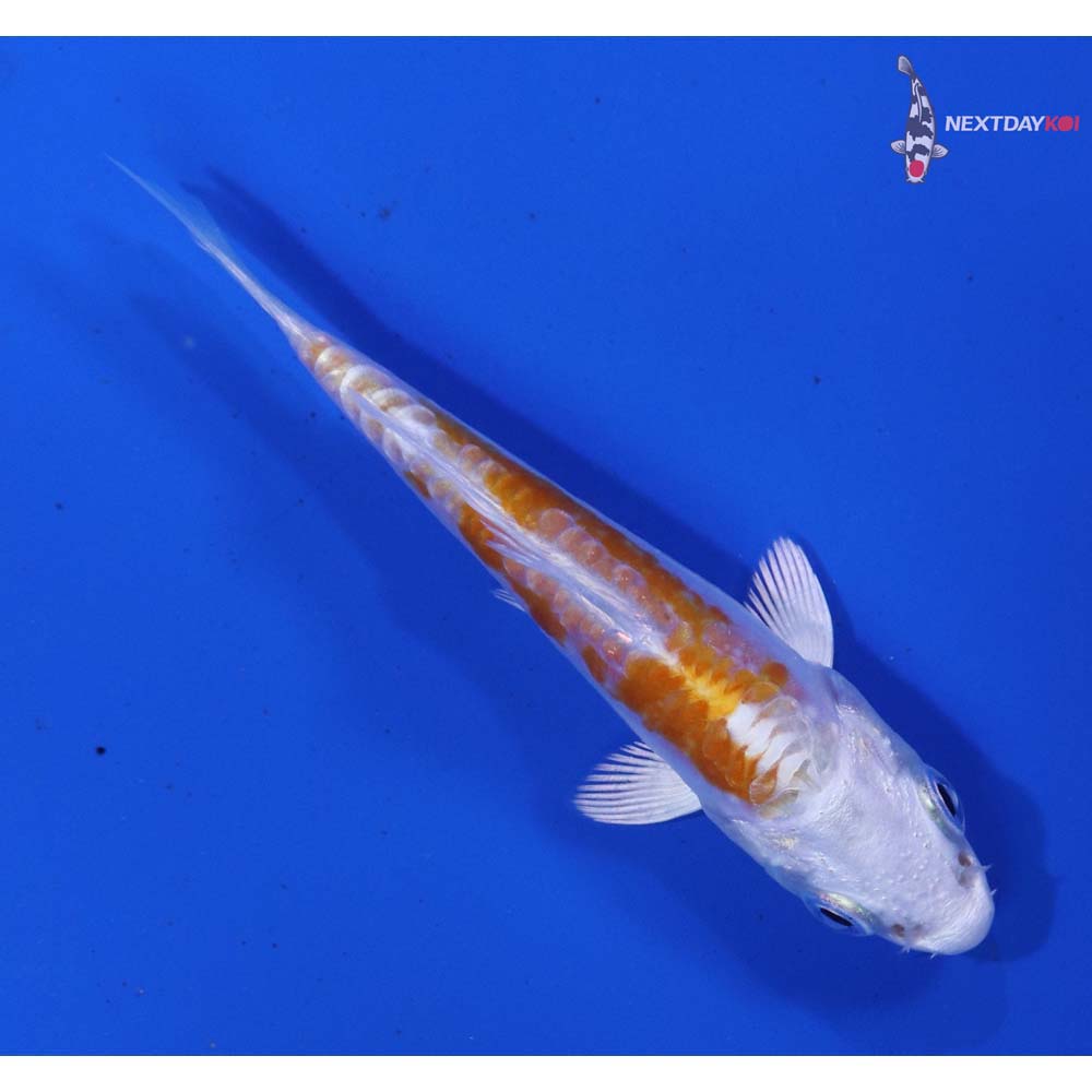 3” Imported Kikusui