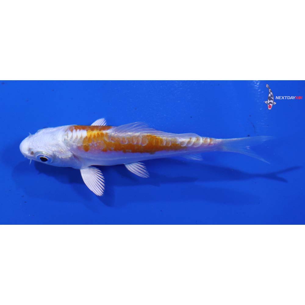 3” Imported Kikusui