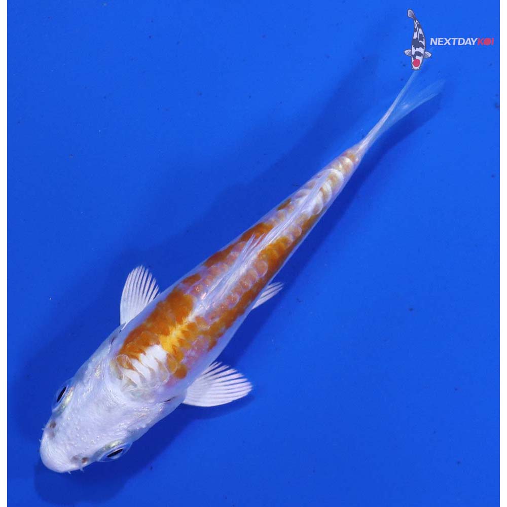 3” Imported Kikusui