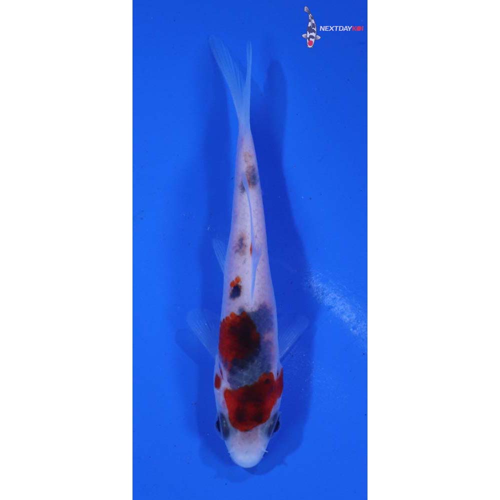 3” Imported Goshiki