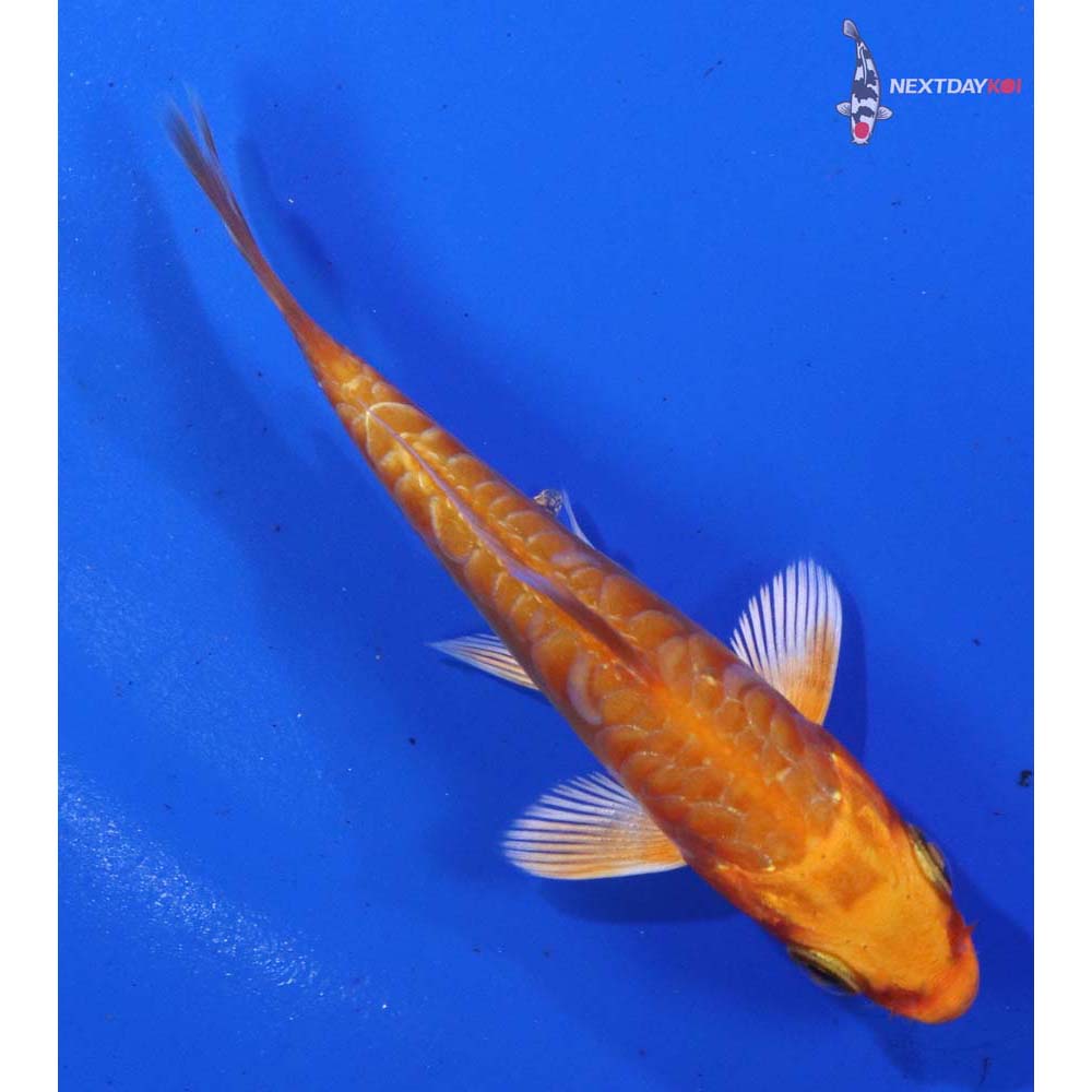 3” Imported Armor Scaled Orenji Ogon