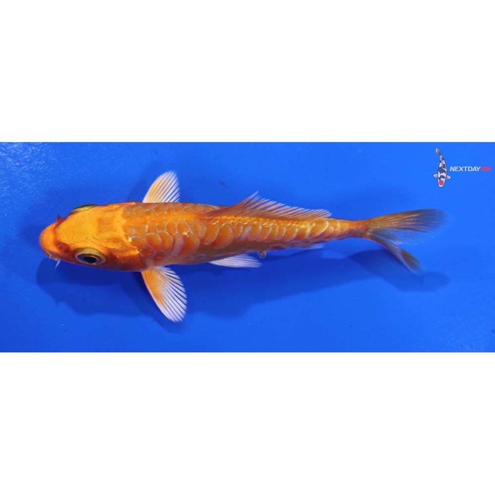 3” Imported Armor Scaled Orenji Ogon