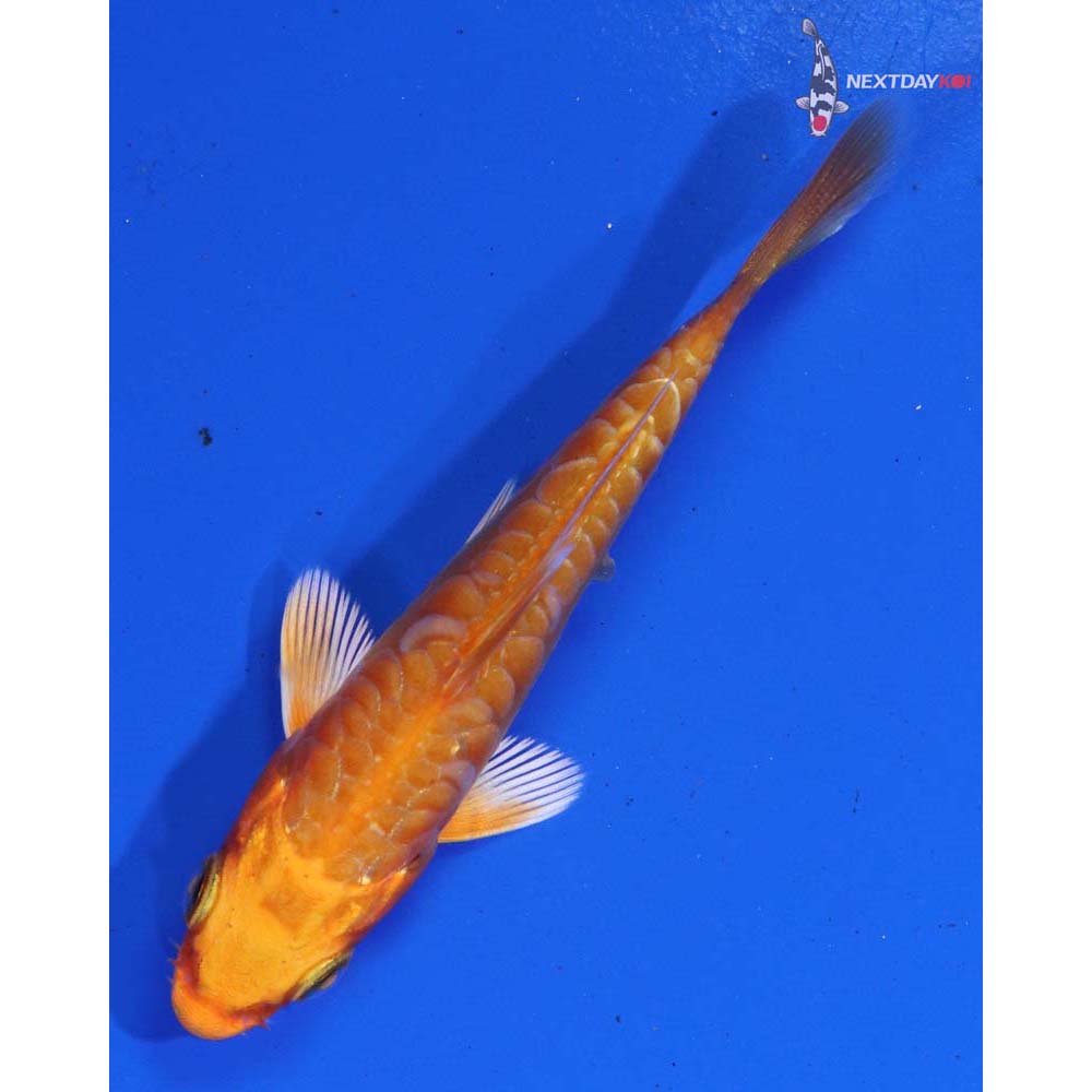 3” Imported Armor Scaled Orenji Ogon