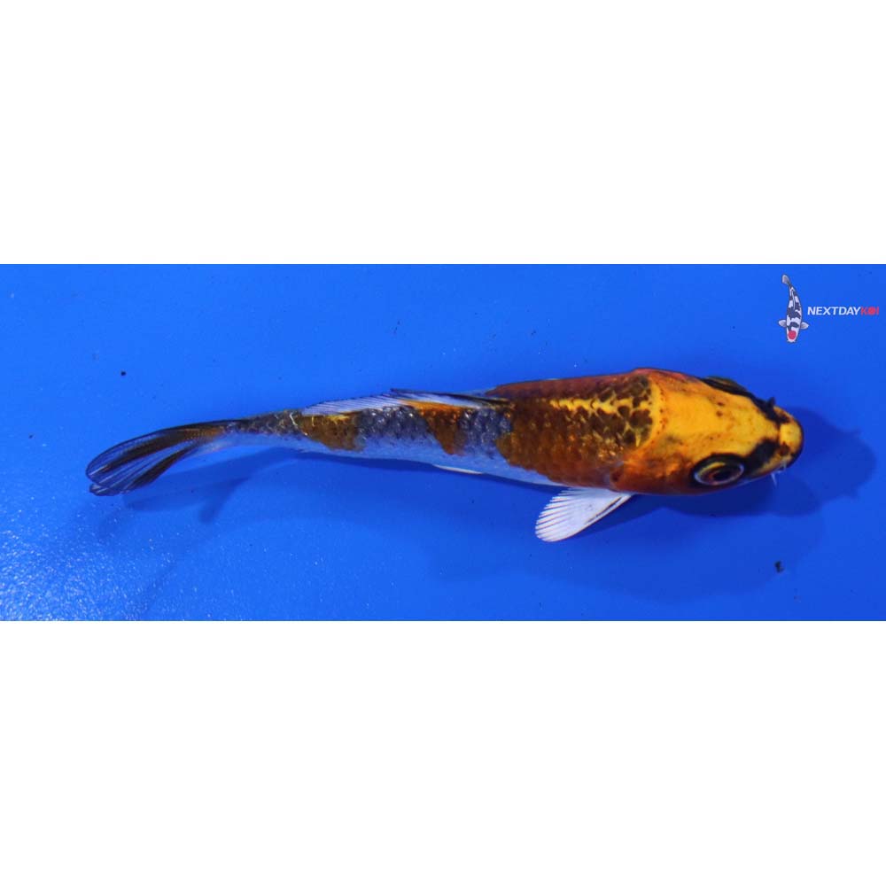 3” Imported Kujaku