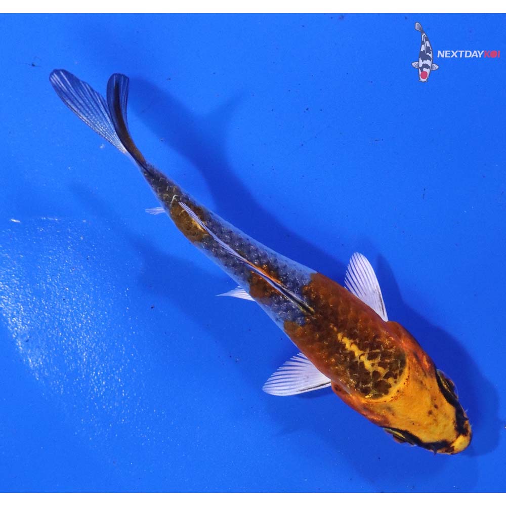 3” Imported Kujaku