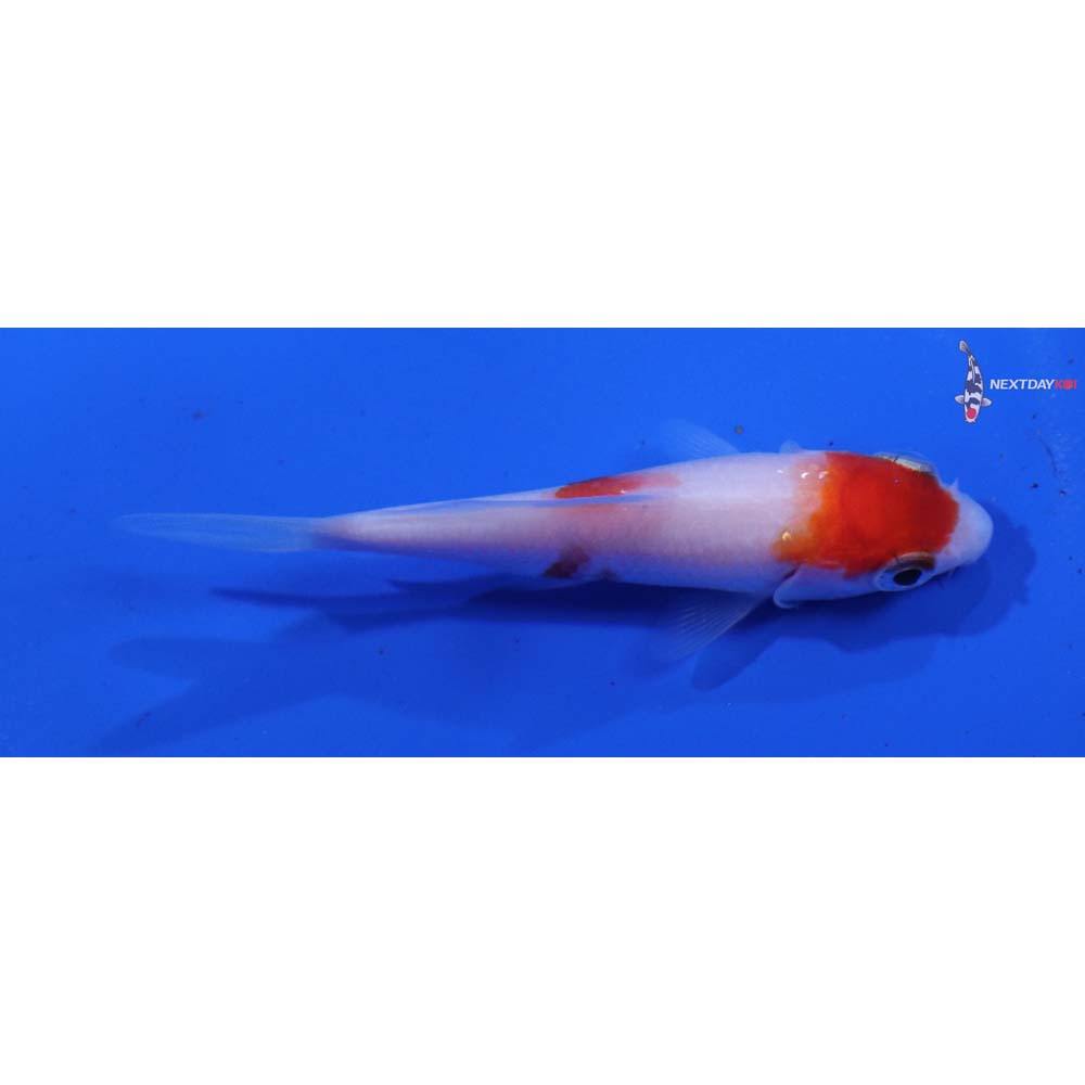 3” Imported Kohaku