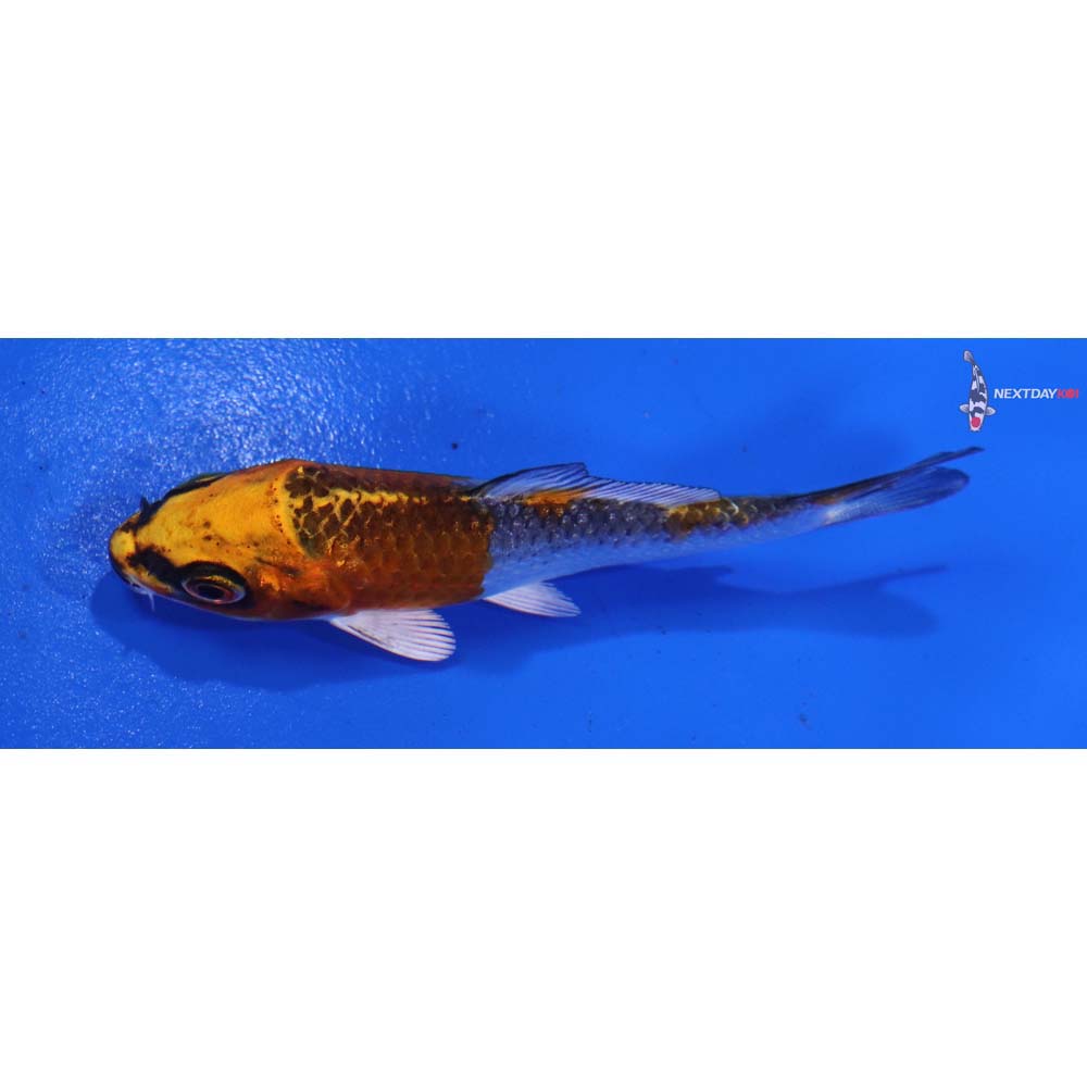 3” Imported Kujaku