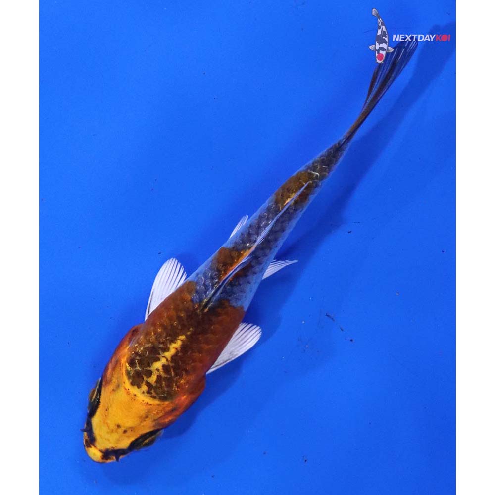 3” Imported Kujaku