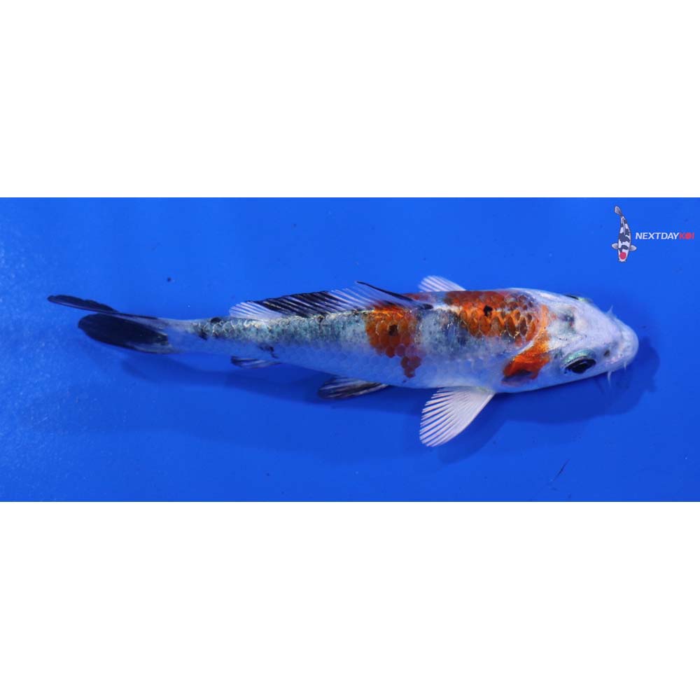 3.5” Imported Yamato Nishiki