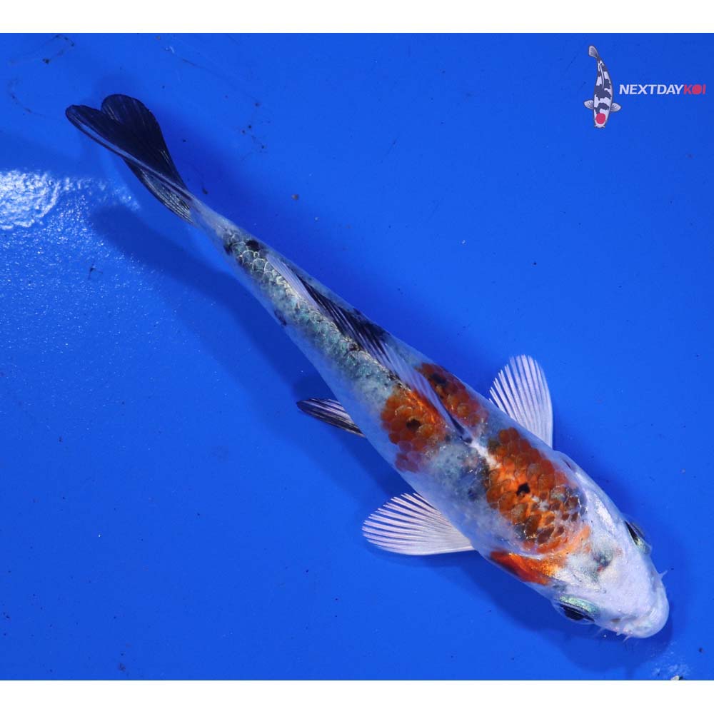 3.5” Imported Yamato Nishiki