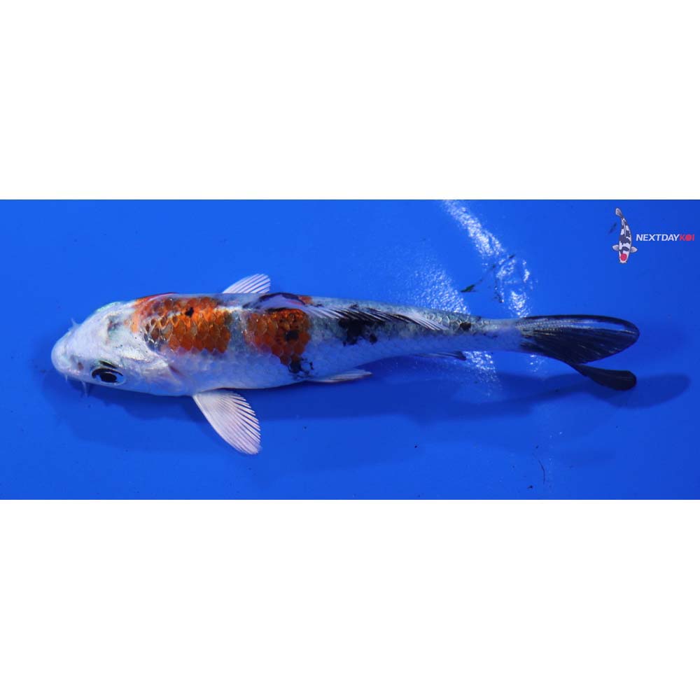 3.5” Imported Yamato Nishiki