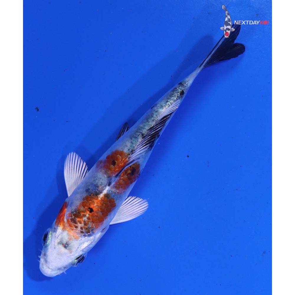 3.5” Imported Yamato Nishiki