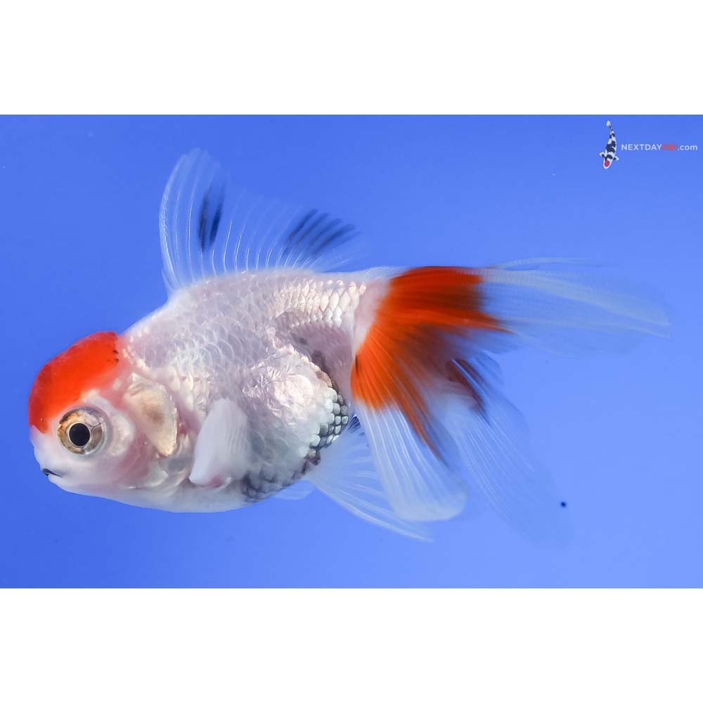 3” Imported Tri Color Oranda