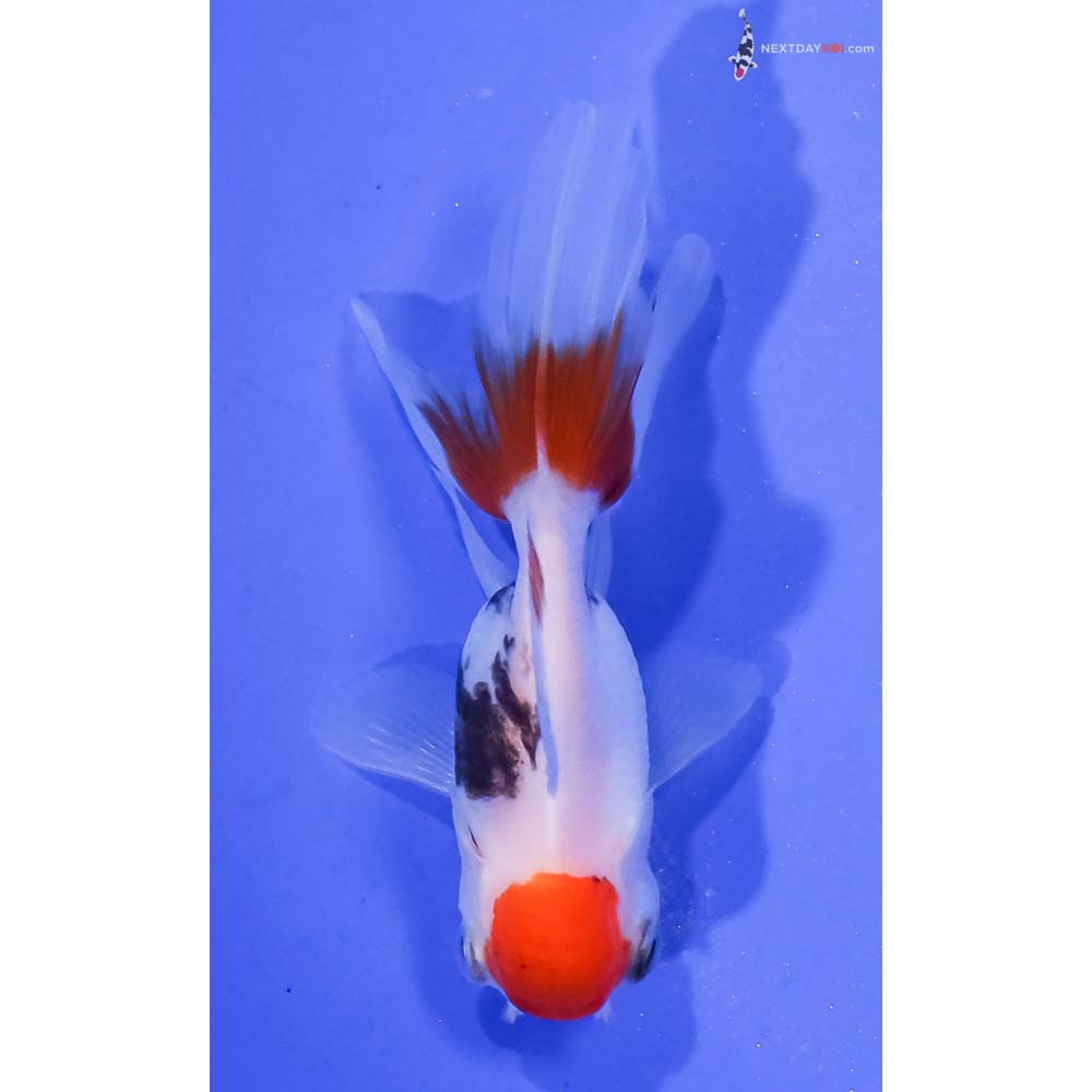 3” Imported Tri Color Oranda