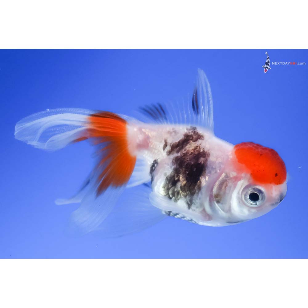 3” Imported Tri Color Oranda