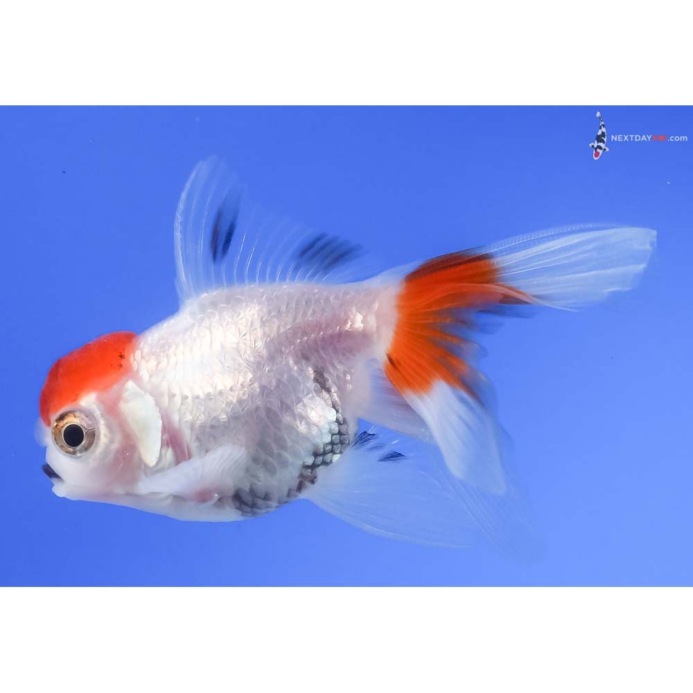 3” Imported Tri Color Oranda