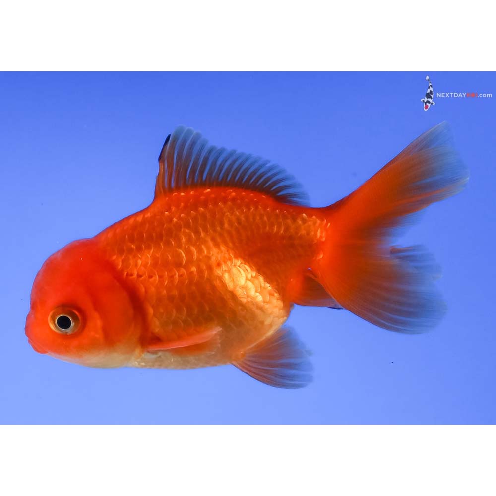 3” Imported Red Oranda