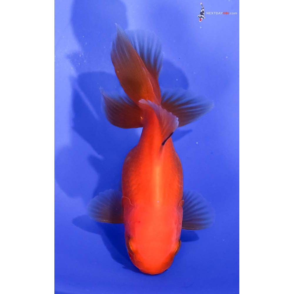 3” Imported Red Oranda