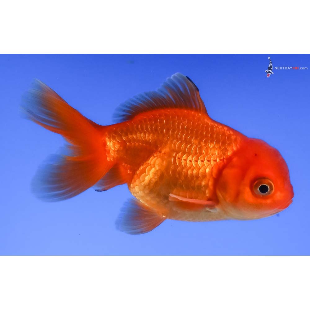 3” Imported Red Oranda