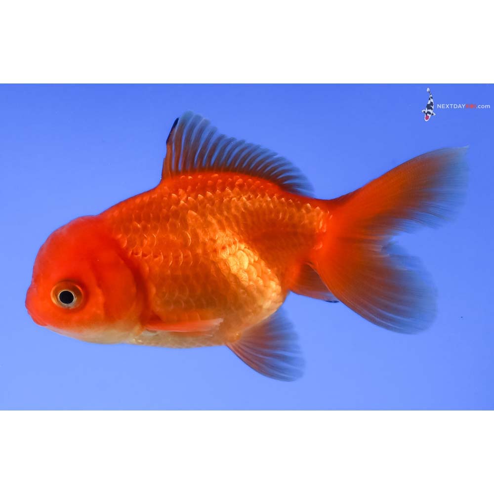 3” Imported Red Oranda