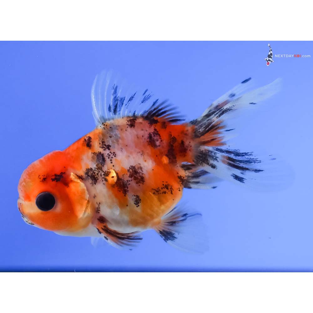 3” Imported Calico Oranda