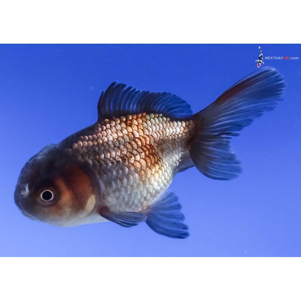 2.5” Imported Blue Oranda