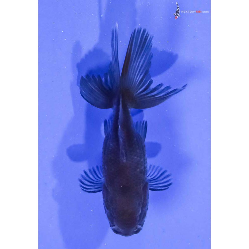 2.5” Imported Blue Oranda
