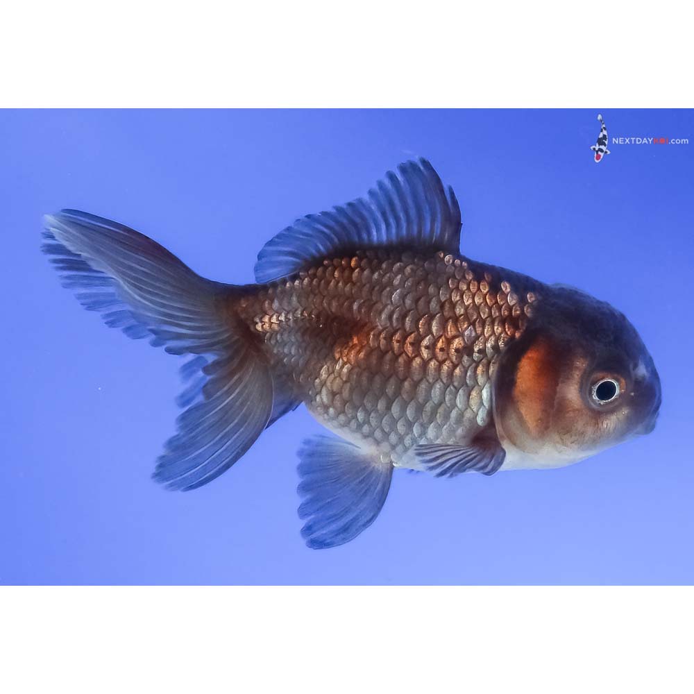 2.5” Imported Blue Oranda