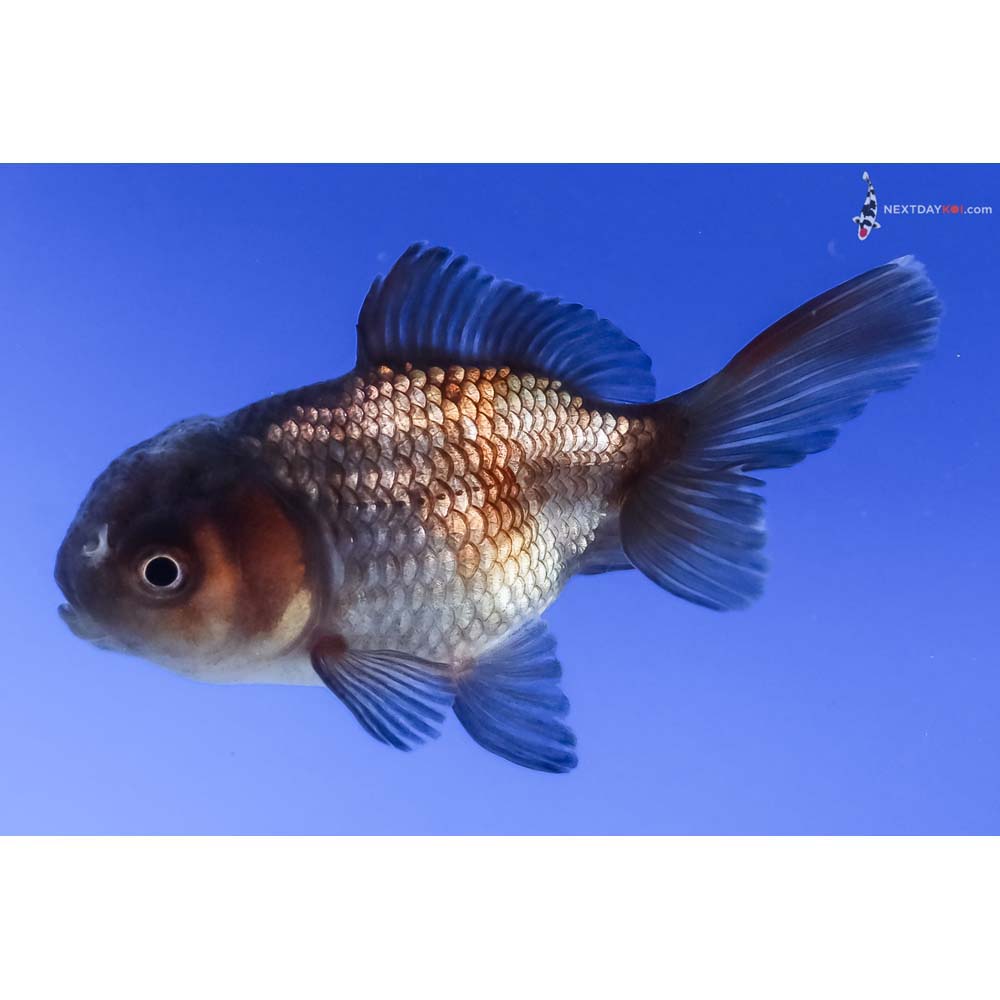 2.5” Imported Blue Oranda