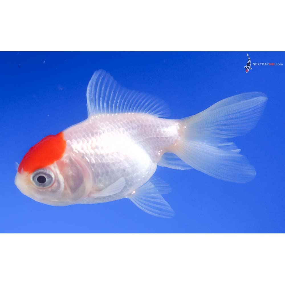 3” Imported Redcap Oranda