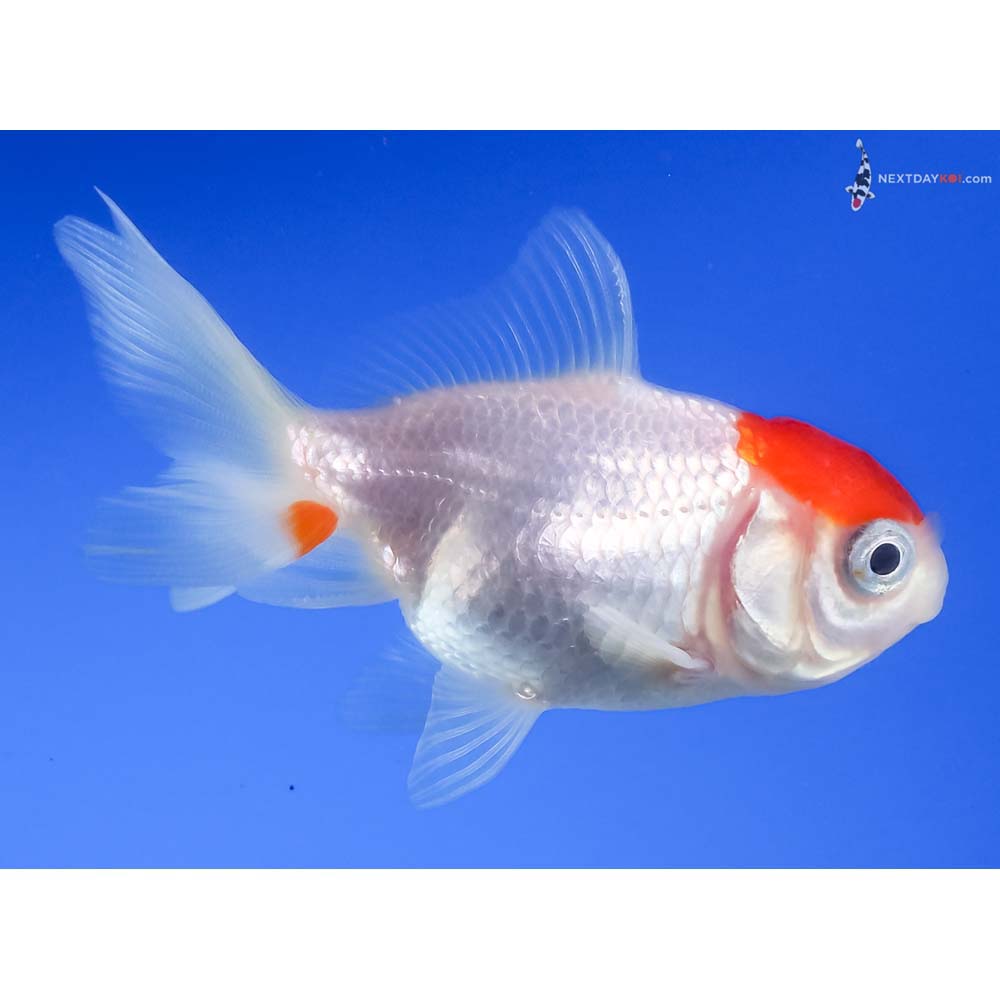 3” Imported Redcap Oranda