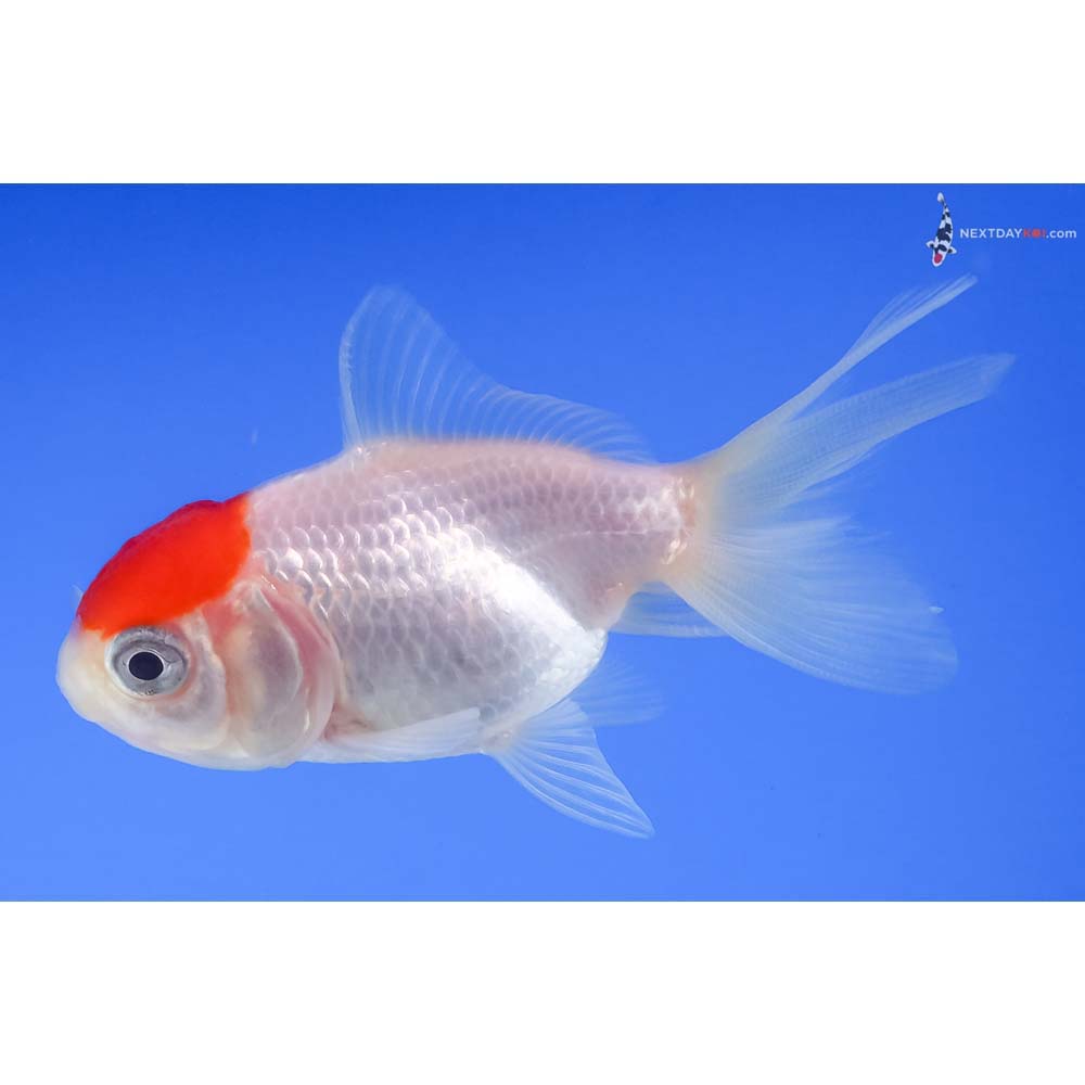 3” Imported Redcap Oranda