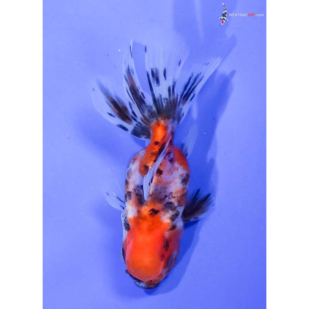 3” Imported Calico Oranda