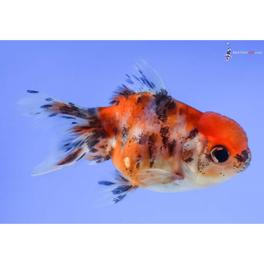 3” Imported Calico Oranda