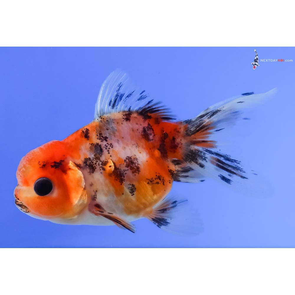 3” Imported Calico Oranda