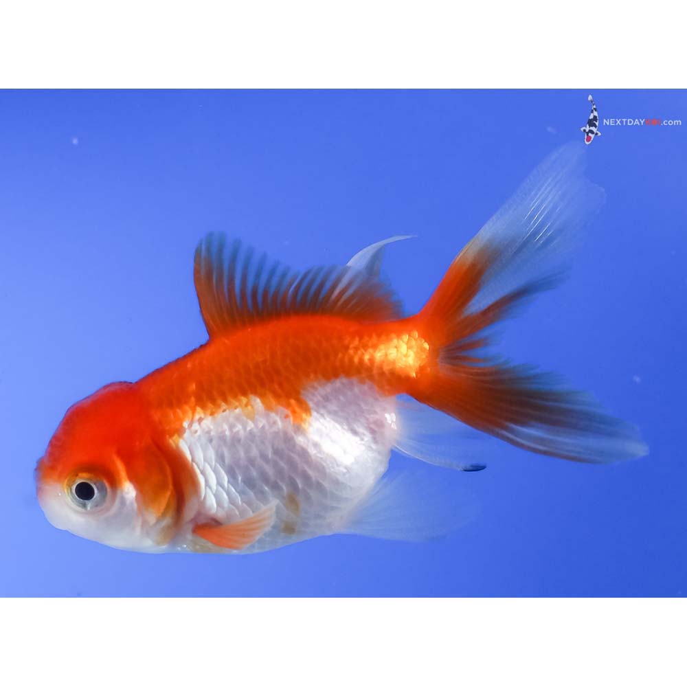 2.5” Imported Red and White Oranda