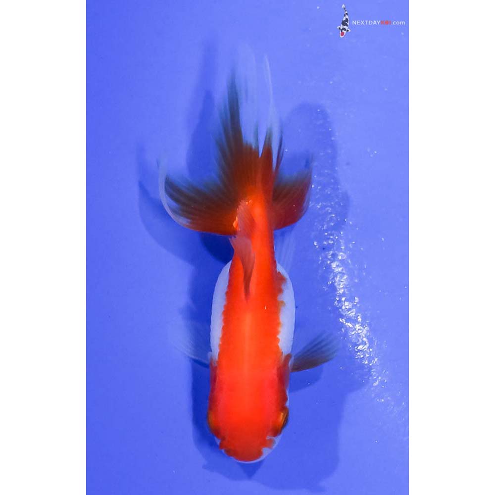 2.5” Imported Red and White Oranda