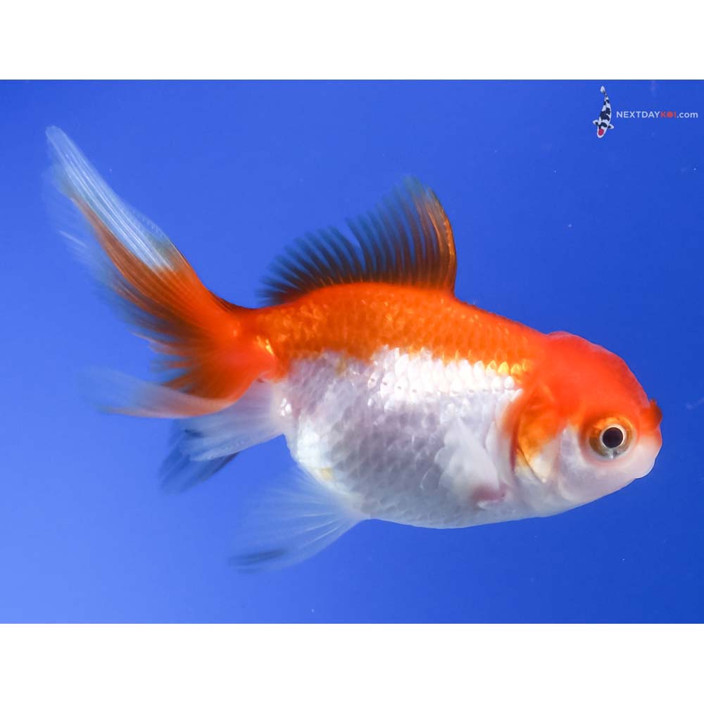 2.5” Imported Red and White Oranda