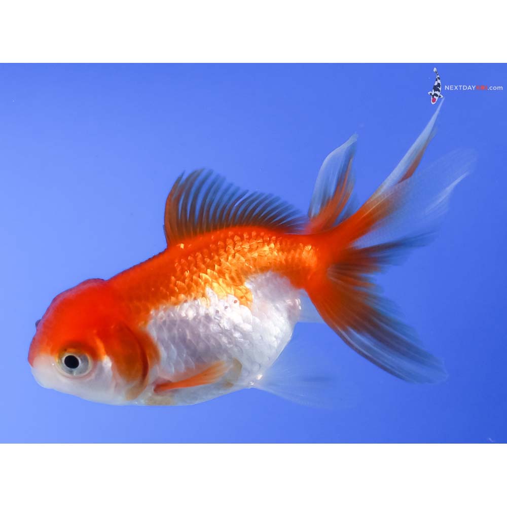 2.5” Imported Red and White Oranda