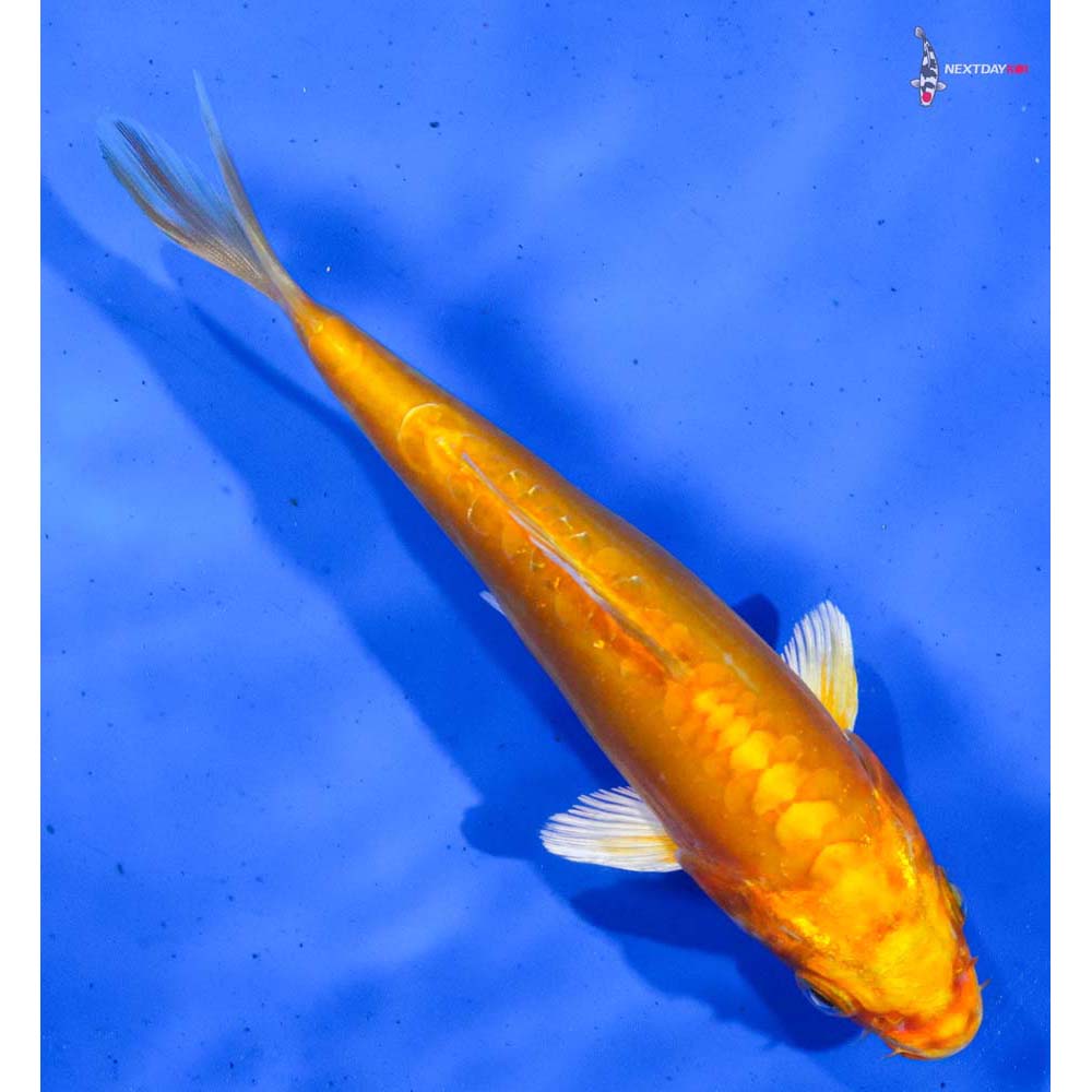 6” Imported Doitsu Orenji Ogon